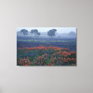Lienzo EE. UU., Texas, cerca de Lytle Fog, robles, blue b