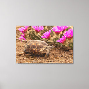 Lienzo EE. UU., Texas, condado de Hidalgo. Tortuga