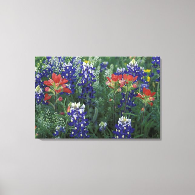 Lienzo EE. UU., Texas Hill Country. Bluebonnets y (Anverso)