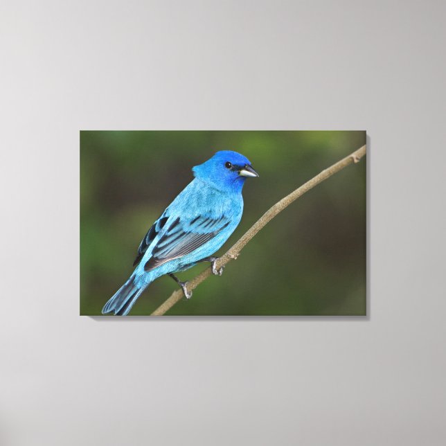 Lienzo EE.UU., Texas, Isla del Padre Sur (Anverso)