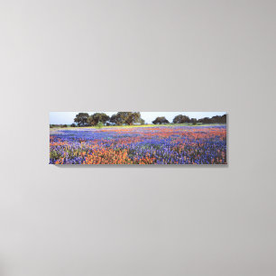 Lienzo EE. UU., Texas, Llano. Bluebonnets y redbonnets