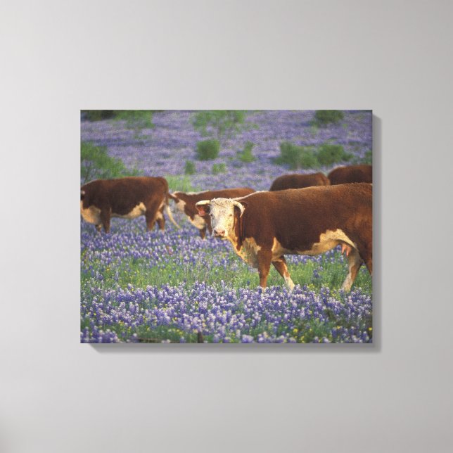 Lienzo EE. UU., Texas, Texas Hill Country, Hereford (Anverso)