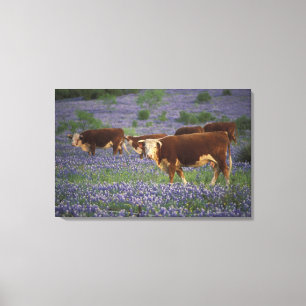 Lienzo EE. UU., Texas, Texas Hill Country, Hereford