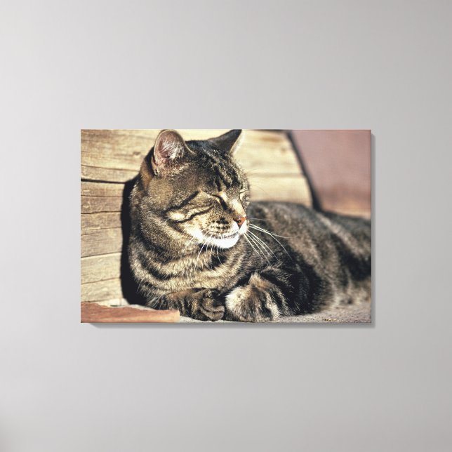 Lienzo EE. UU., Utah, Parque Nacional Capitol Reef. Gato  (Anverso)