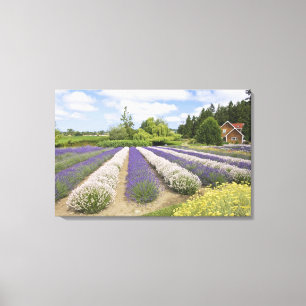 Lienzo EE.UU., WA, Sequim, Granja de lavanda de niebla pú