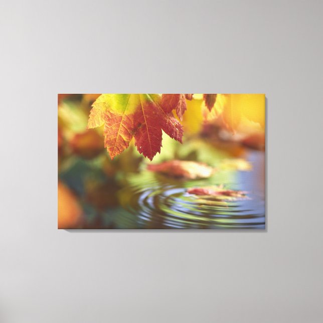 Lienzo EE. UU., Washington, Bellingham, Primer plano de o (Anverso)