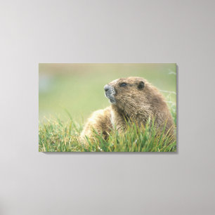 Lienzo EE.UU., Washington, NP olímpico, marmota olímpica