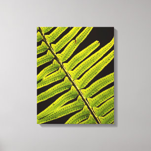 Lienzo EE.UU., Washington, Parque Nacional Olímpico, ret