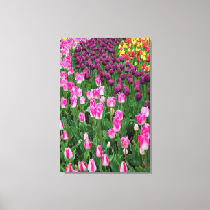Lienzo EE. UU., Washington. Tulipanes en flor