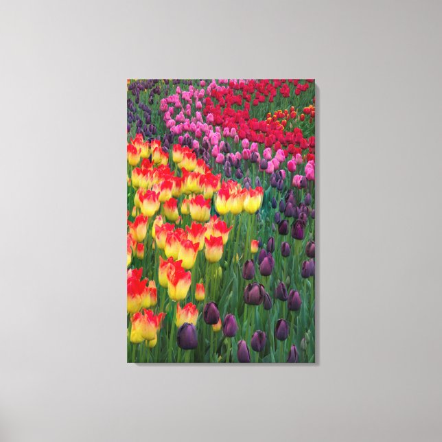 Lienzo EE. UU., Washington. Tulipanes en flor 2 (Anverso)