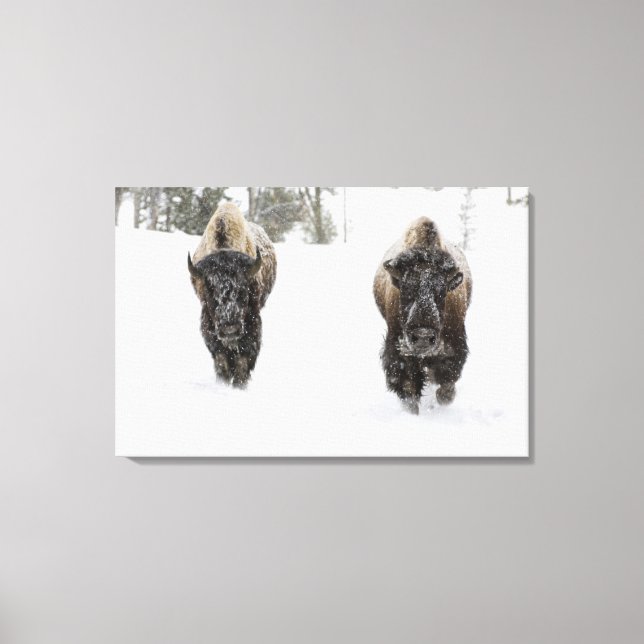 Lienzo EE. UU., WY, Parque Nacional Yellowstone, Bisonte  (Anverso)