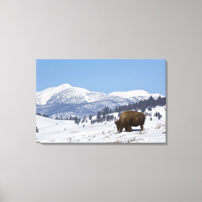 Lienzo EE. UU., WY, Parque Nacional Yellowstone, Bisonte  (Anverso)