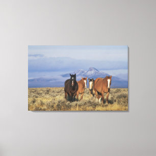Lienzo EE. UU., Wyoming, cerca del grupo de caballos de C