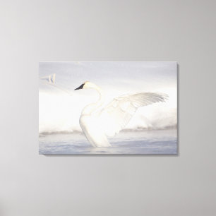 Lienzo EE. UU., Wyoming, cisne trompetero estira alas