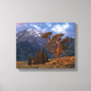 Lienzo EE. UU., Wyoming, Parque Nacional Grand Teton. Un 