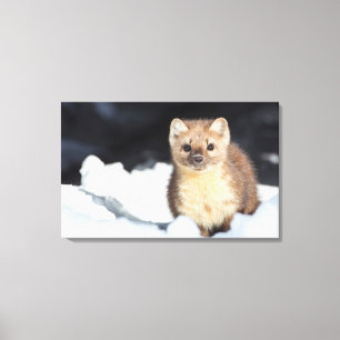 Lienzo EE.UU., Wyoming, Parque Nacional Yellowstone