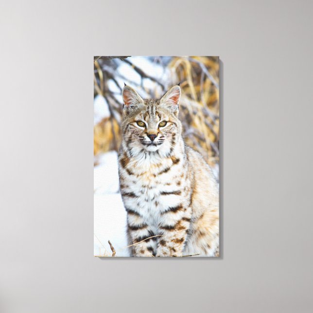 Lienzo EE. UU., Wyoming, Retrato de lince rojo (Anverso)