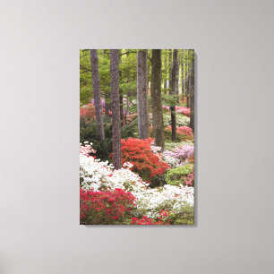 Lienzo EEUU, Georgia, Montaña Pine. Un bosque de