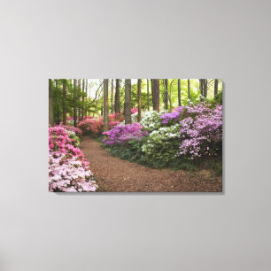 Lienzo EEUU, Georgia, Montaña Pine. Un camino