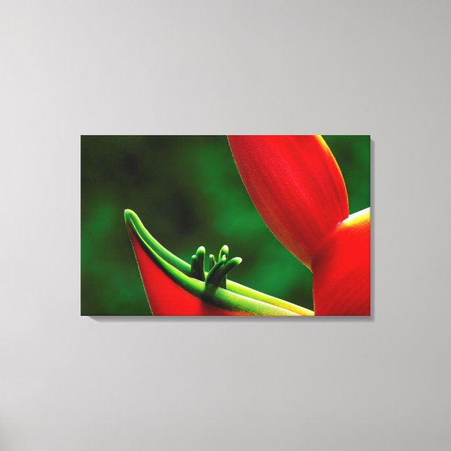 Lienzo EEUU, Hawaii, Hilo. Heliconia (Anverso)