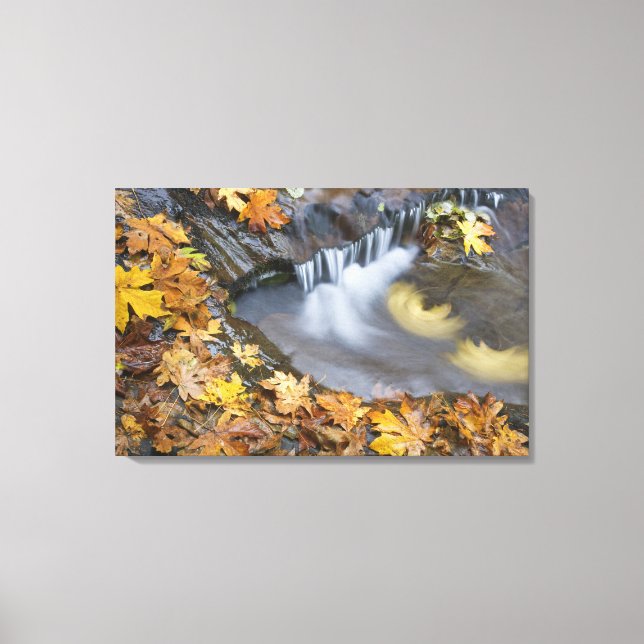 Lienzo EEUU, Oregón, Creek dulce. Hojas de arce caídas (Anverso)