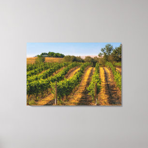 Lienzo EEUU, Washington Oriental, Viñedos de Walla Walla