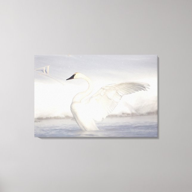 Lienzo EEUU, Wyoming, Trumpeter Swan estira alas (Anverso)