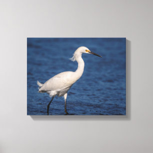 Lienzo Egret de nieve 14x11 en North Beach