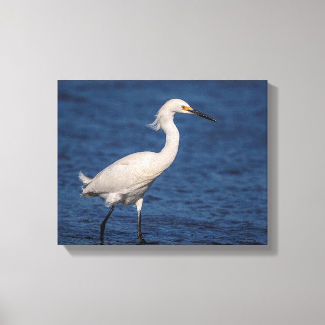 Lienzo Egret de nieve 14x11 en North Beach (Anverso)