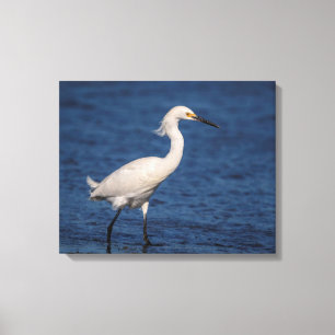 Lienzo Egret de nieve 20x16 en North Beach
