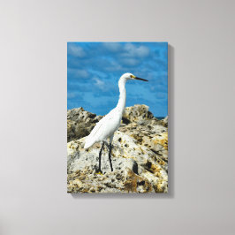 Lienzo Egret de nieve sobre las rocas
