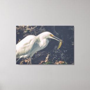 Lienzo Egret de nieve y su atracción