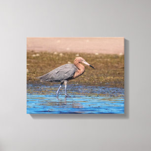 Lienzo Egret Reddish 14x11 en North Beach