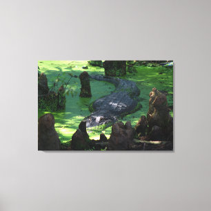 Lienzo El Alligador Estadounidense En La Foto Del Bella A