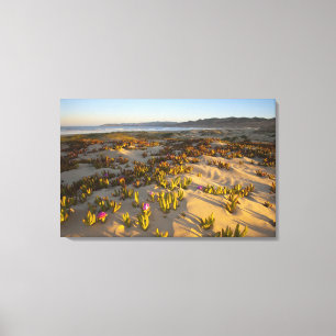 Lienzo El amanecer ilumina las dunas de arena y la higuer