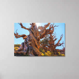 Lienzo El árbol centinela