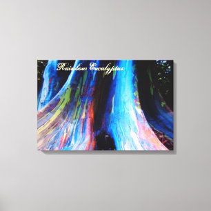 Lienzo El árbol de eucalipto del arco iris de Hawaii