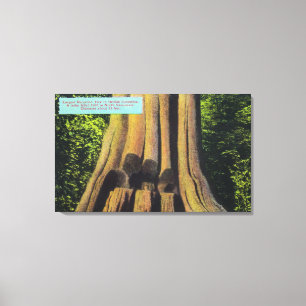 Lienzo El árbol registrado más grande en el árbol A.C.