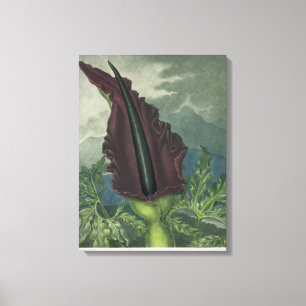 Lienzo El Arum de dragón, grabado por la sala, 'del Temp