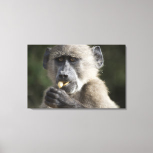 Lienzo El babuino de Chacma juvenil (ursinus del Papio)