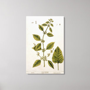 Lienzo El bálsamo, platea 27 "de un herbario curioso",