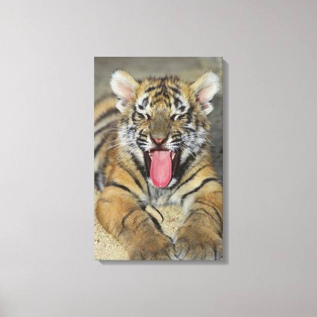 Lienzo El bostezo del tigre de Bengala (Anverso)