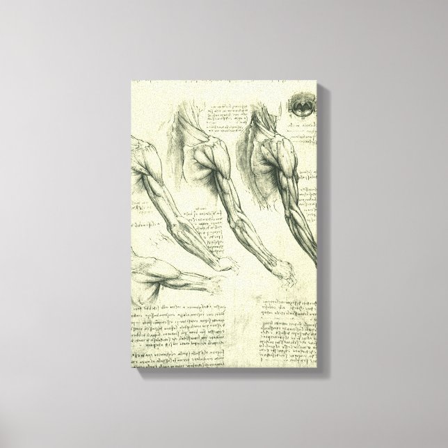 Lienzo El brazo y la anatomía de hombros de Leonardo da V (Anverso)