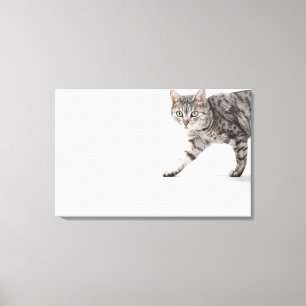 Lienzo El caminar del gato
