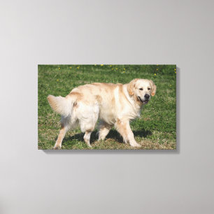 Lienzo El caminar del golden retriever