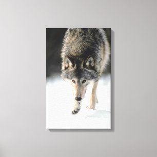 Lienzo El caminar del lobo gris