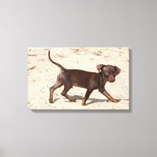 Lienzo El caminar del perrito de la chihuahua