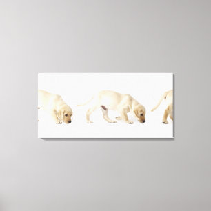 Lienzo El caminar del perrito del labrador retriever