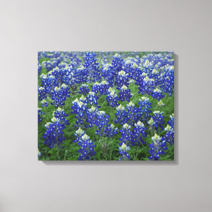 Lienzo El campo 2 de los Bluebonnets de Tejas estiró la