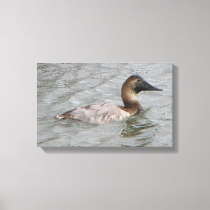 Lienzo El Canvasback femenino un pato de salto grande